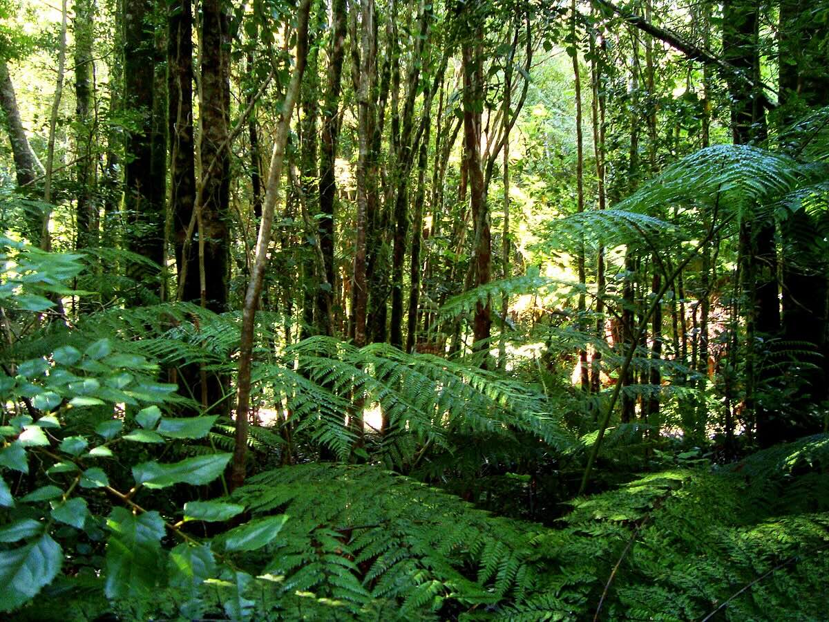 Valdivian_temperate_rainforest